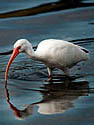 White Ibis (photo by Lonnie Timmons III, courtesy of The Miami Herald)