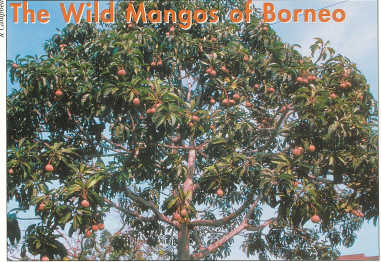 Mangifera pajang