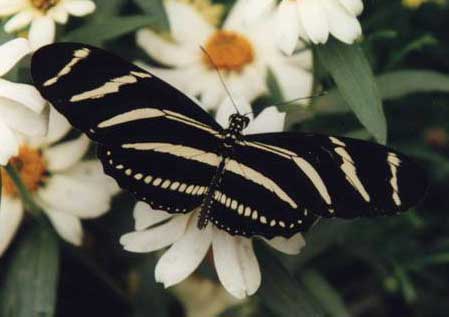 Zebra Longwing