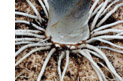 A. titanum emerging bud 6/4/98