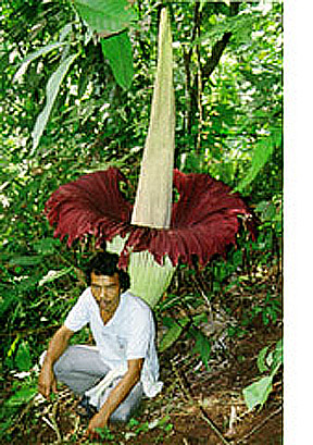 Sumatra: Amorphophallus titanum in full bloom