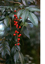 Picramnia pentandra