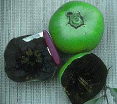 Black Sapote fruit