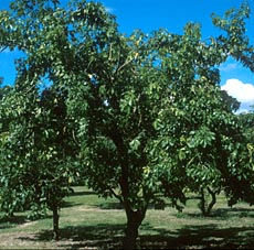 Black Sapote