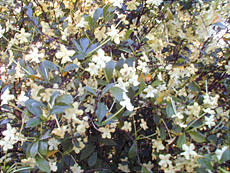 Brunfelsia nitida