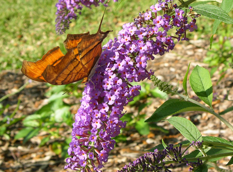Buddleja davidii