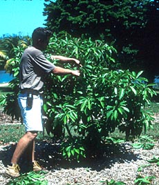 Canistel tree