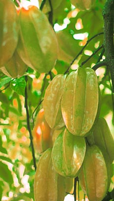 Carambola fruit