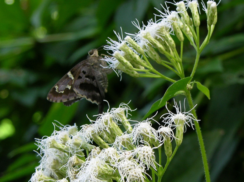 Chromolaena odorata