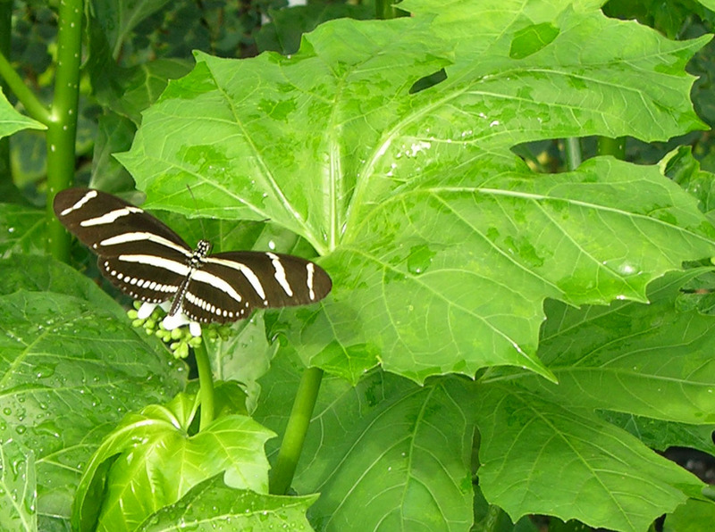 Cnidoscolus chayamansa