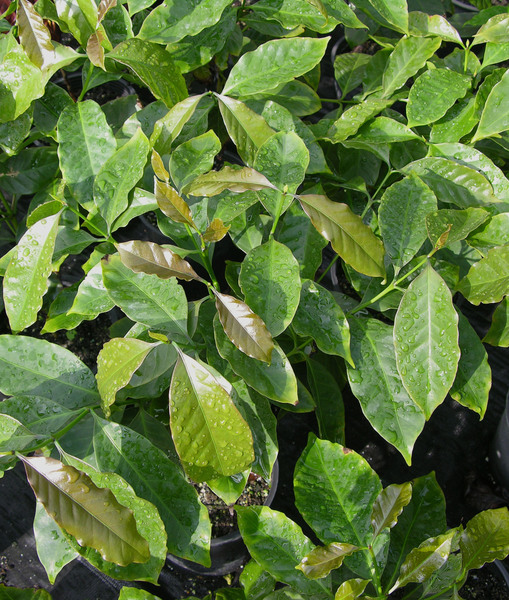 Coffea arabica
