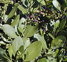 Erithalis fruticosa