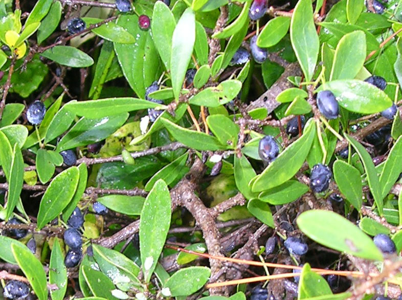 Forestiera segregata