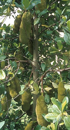 Jackfruit