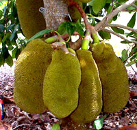 Jacfruit