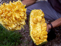 jackfruit flesh