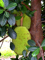 jackfruit (Artocarpus heterophyllus)