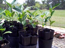 Jacfruit seedling