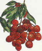 lychees