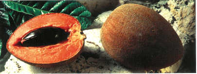 Mamey Sapote