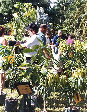 mango pruning