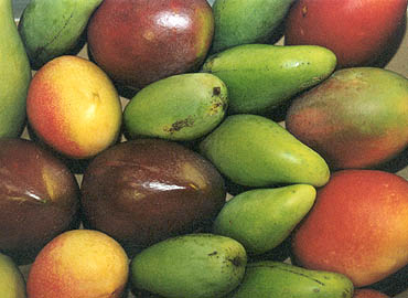 Mangos