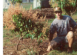 small stature mango tree