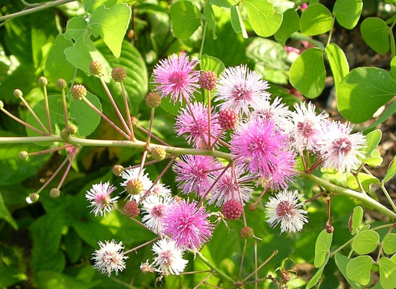 Mimosa martin-delcampoi