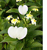 Mussaenda incana