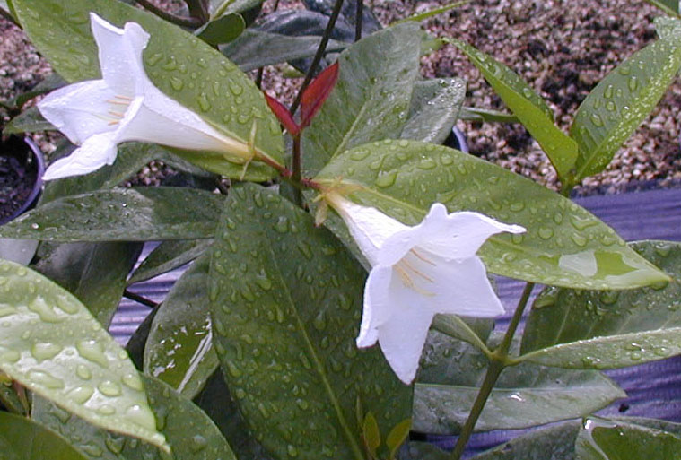 Portlandia latifolia