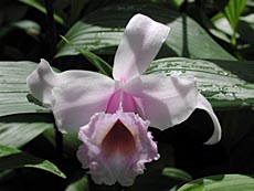 Sobralia sp. - flower