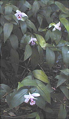 Sobralia sp. - plant
