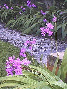 Spathoglottis plicata