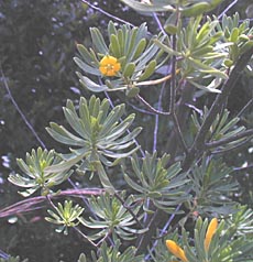 Suriana maritima