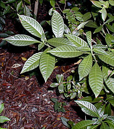 Psychotria sulzneri
