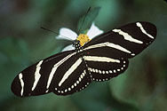 Zebra longwing