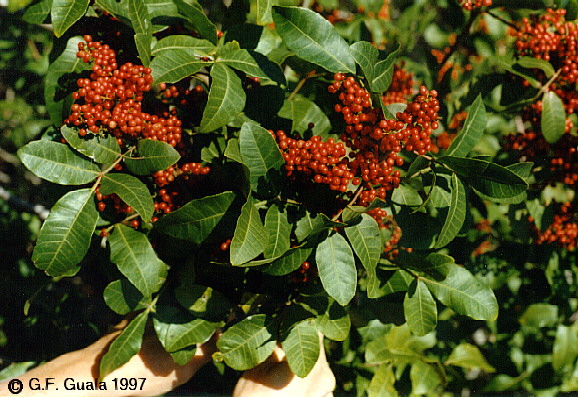 Schinus terebinthifolius: Brazilian pepper tree (Brazil)