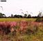 Muhlenbergia capillaris