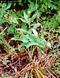 Peltandra sagittifolia