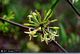 Smilax auriculata