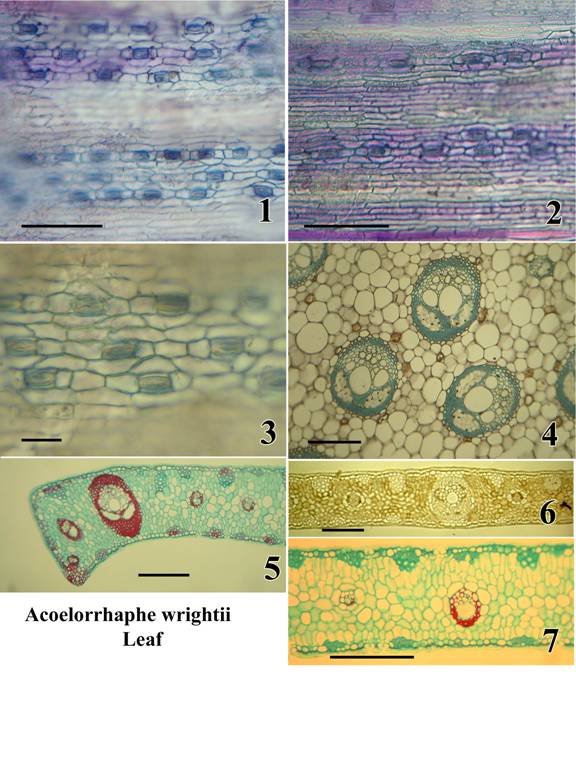 Acoelorrhaphe wrightii Leaf - Plate C