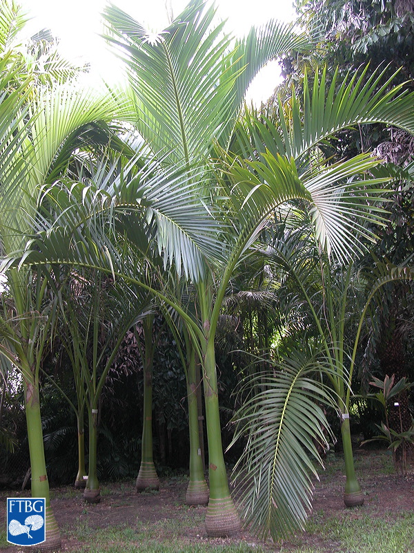 Carpoxylon macrospermum