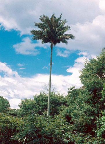 Ceroxylon sasaimae