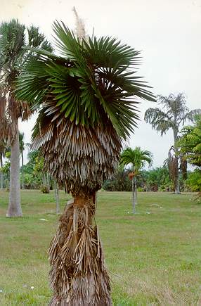 Coccothrinax borhidiana