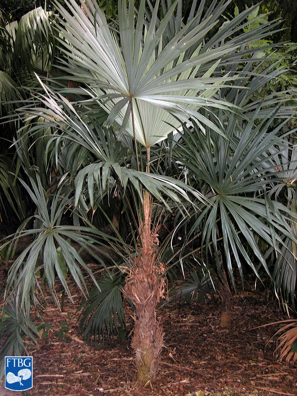 Cryosophila williamsii