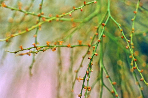 Geonoma tenuissima flowers