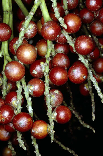 Lepidorrhachis fruit