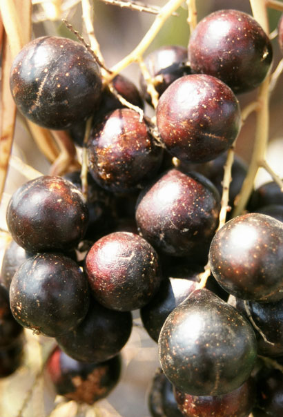 Livistona lanuginosa fruits