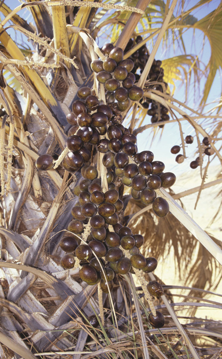 Medemia fruits