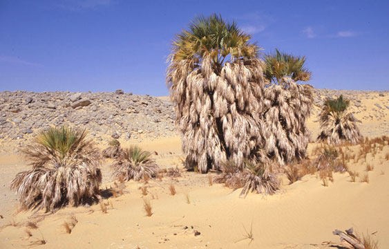 Medemia habit